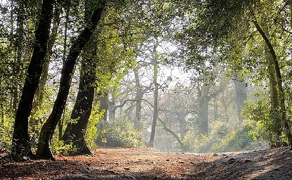 Sutton Park1