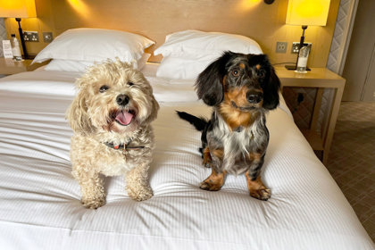 Paddy And Albie