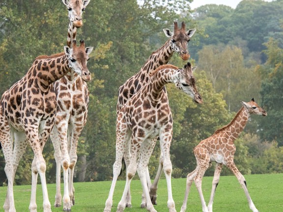 Safari