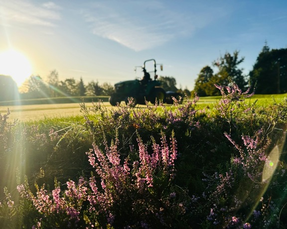 Derby Heather